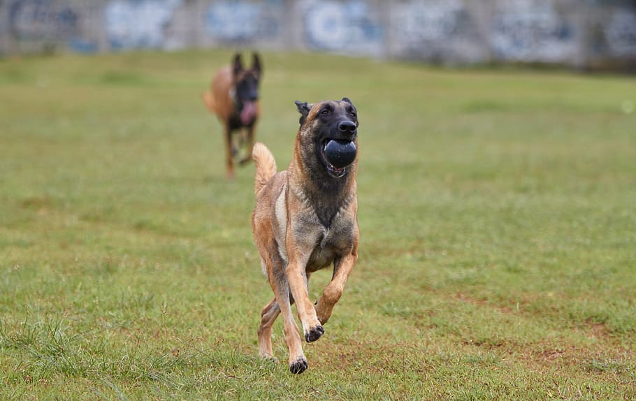 belgian, malinois, outdoor, ball, running, chase, field, green grass, white chest, black face