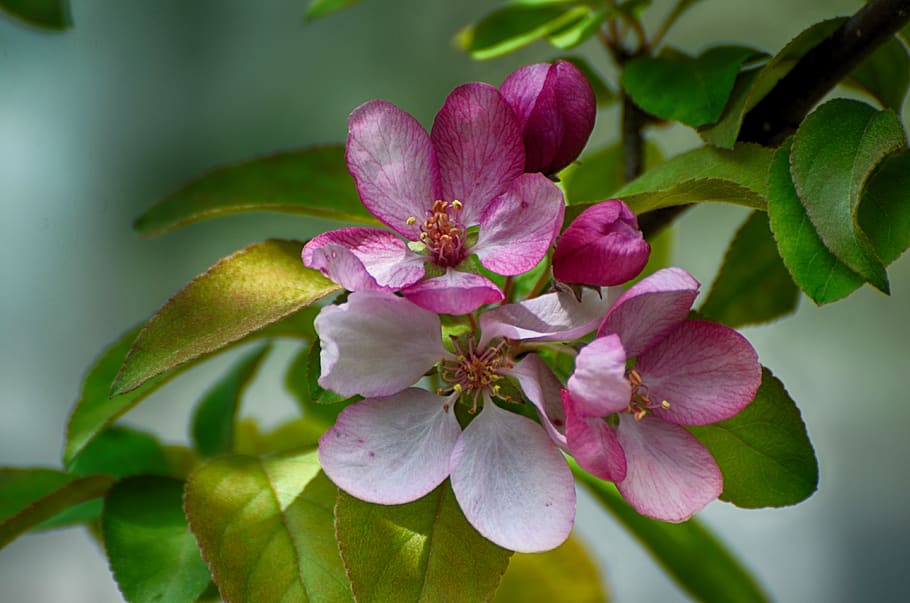 flowers blooming, apple flowers, crab apple, blooming, charming, flowers, surface, water, apple, april