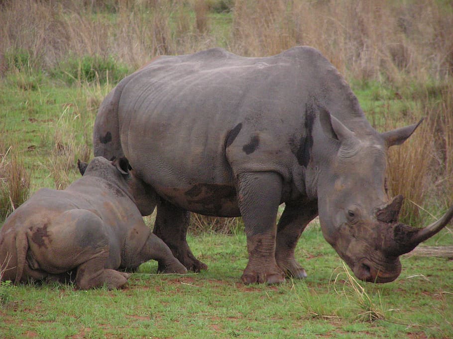 코뿔소, 아기, 어머니, 수유, 우유, 동물, 자연, 야생 생물, 포유 동물, 야생