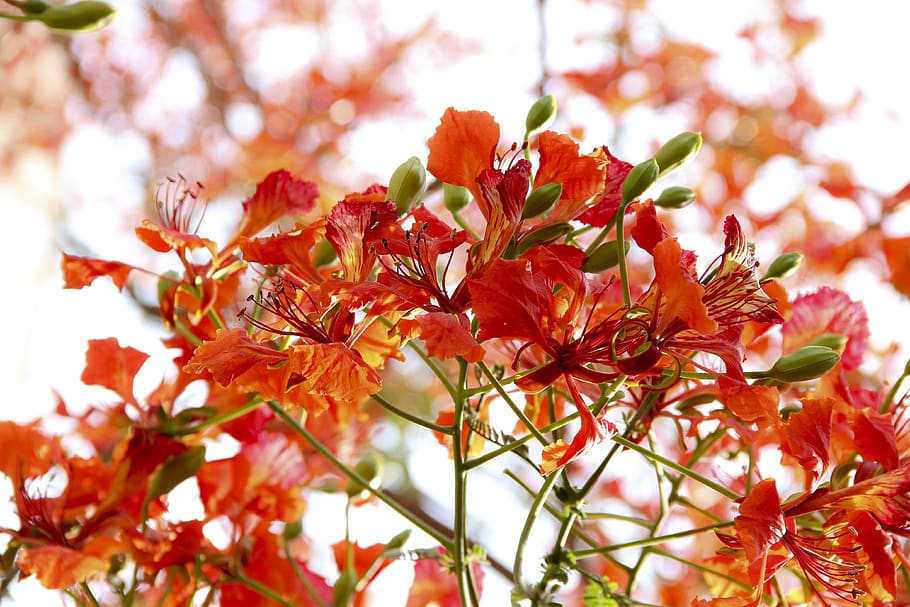 flowers, nature, blossoms, branches, stems, stalk, red, petals, bokeh, outdoors
