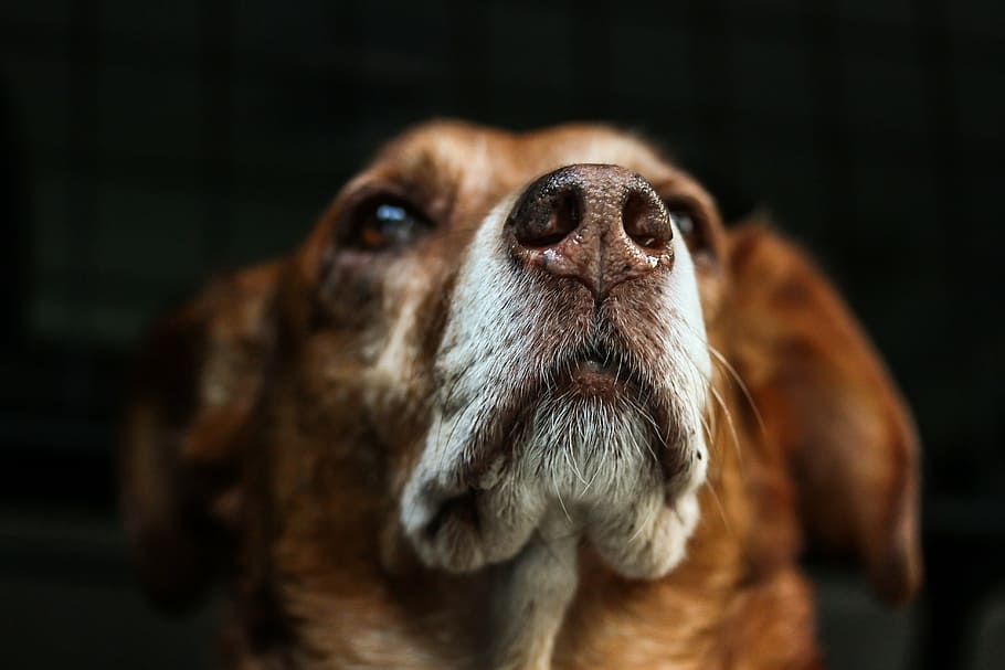 foto de foco, de pelagem curta, bronzeado, cachorro, marrom, focinho, peles, híbrido, animal, cabeça