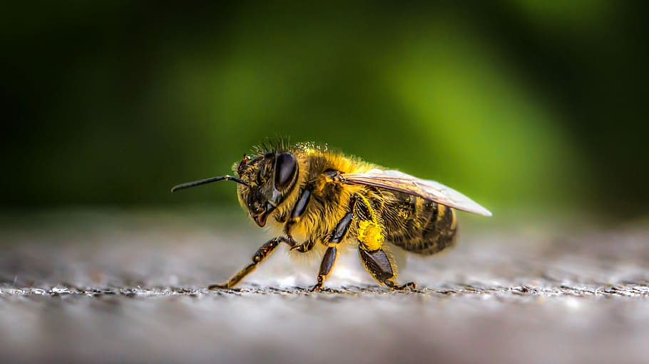 close-up photo, hone, ybee, insect, nature, wing, animal, animal world, bee, small