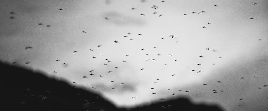Darkest Hour — Hena Bugs-insects-drop-window