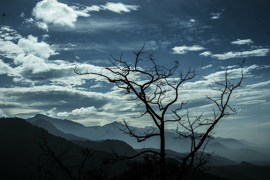 bare, tree, mountain, silhouette, shoot, trunks, daytime, nature, landscape, mountains
