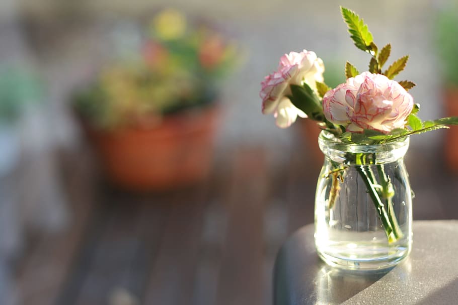 2, 白と赤の花, クリア, ガラスの花瓶, 花, カーネーション, 花瓶, 開花植物, 植物, 鮮度