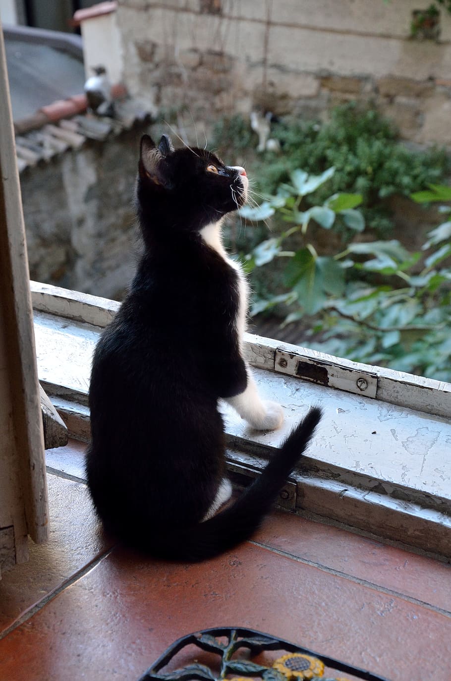 sentado, de pelo corto, negro, frente, gato, ventana, gatos, nero, blanco, para mirar