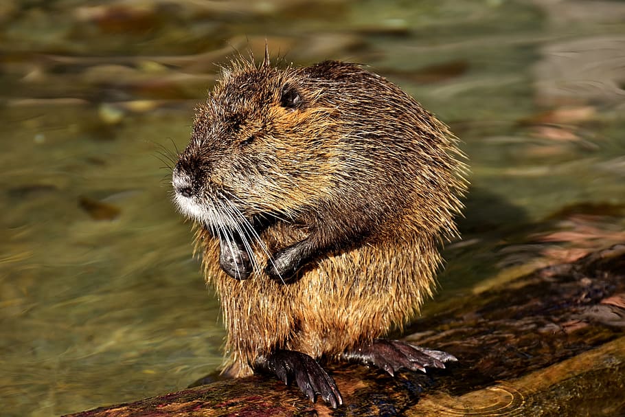 fotografía del castor marrón, nutria, rata de agua, agua, salpicaduras, mundo animal, animal, naturaleza, pelaje, roedor