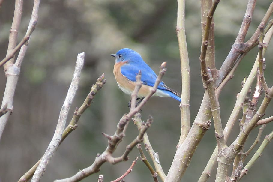 bird, blue, nature, wildlife, songbird, eastern, avian, eastern bluebird, branch, tree