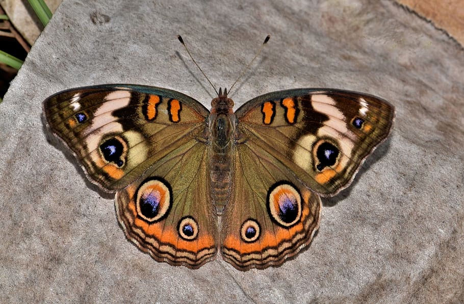 common, buckeye butterfly, gray, textile, butterfly, common buckeye, insect, eyes, flying insect, winged insect