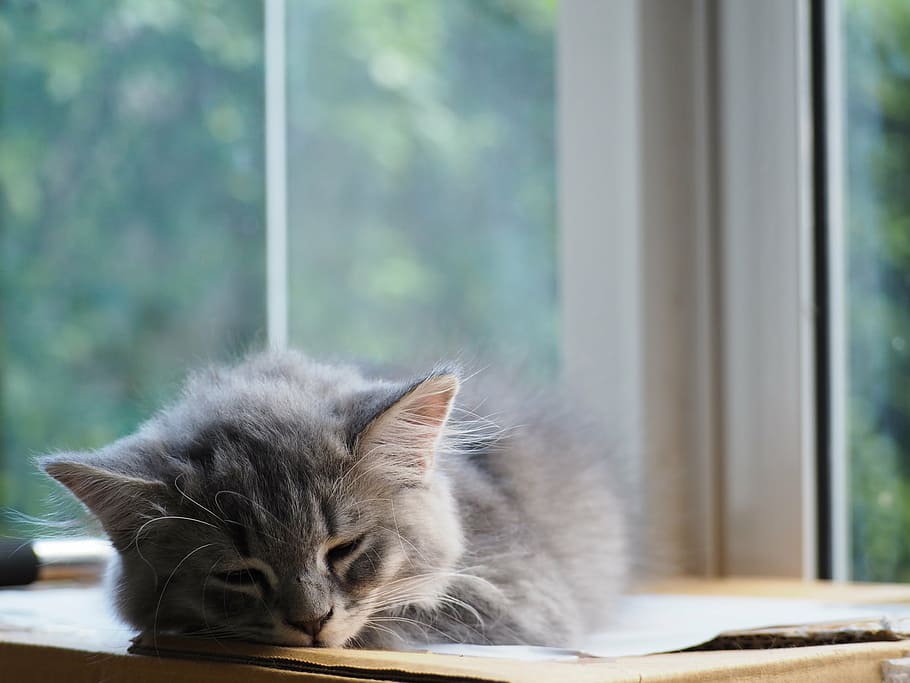 gray, cat, sleeps, brown, cardboard box, clear, glass window, asleep, sleep, cute