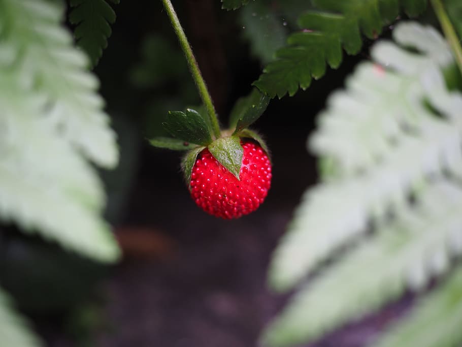 Strawberry, Red, Delicious, Small, Fruit, red, delicious, infructescence, ornamental plant, indian translucent strawberry, translucent strawberry