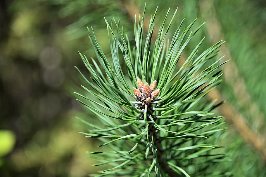 selective, focus photography, green, leafed, plant, tree bud, pine ...