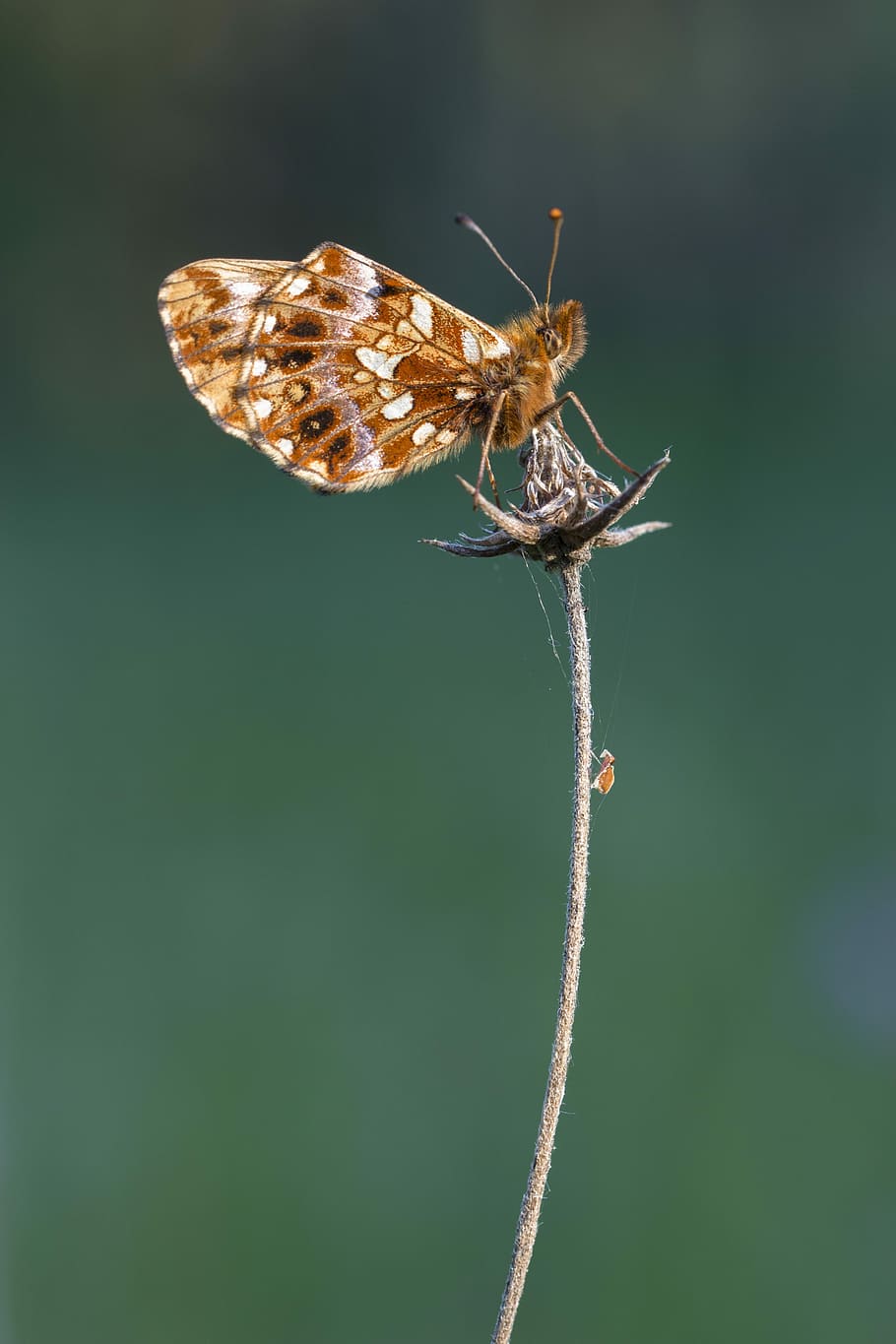 selective, focus photography, brown, skipper butterfly, perched, dried, gray, flower, butterfly, insect