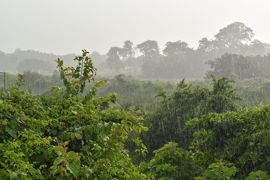 비, 비오는 날, 방울, 이슬비, 자연, 식물, 들, 야생, 비가 오는, 냉동 사진