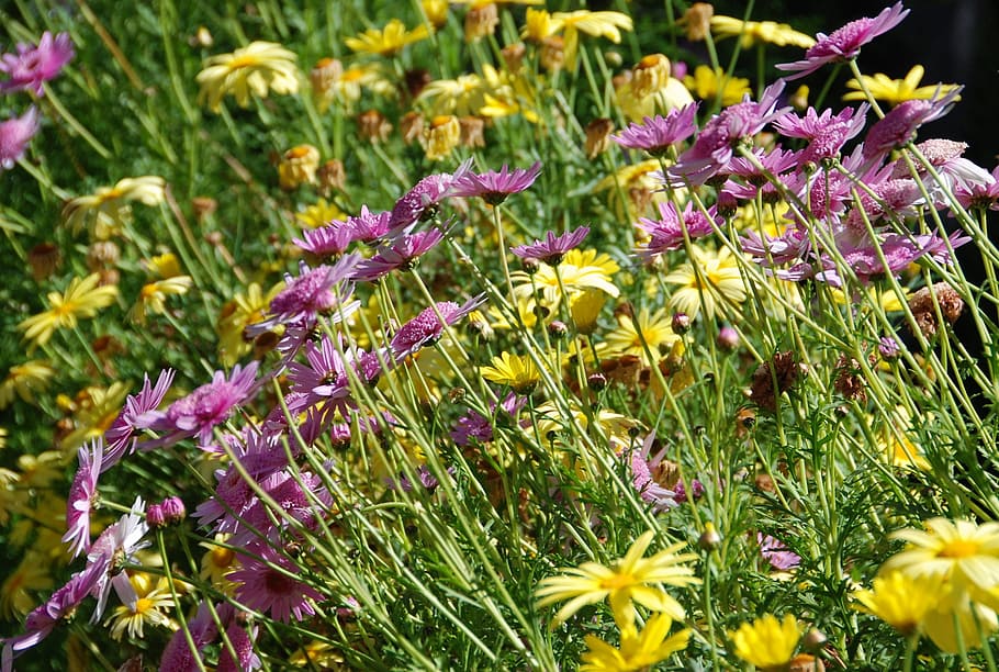 flowers, purple, yellow, nature, wild, green, swaying, plant, wild plant, flora