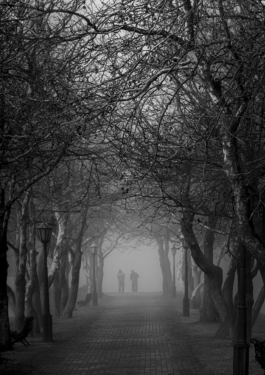 niebla, naturaleza, blanco y negro, paisaje, árboles, estado de ánimo, otoño, camino, mística, escénica