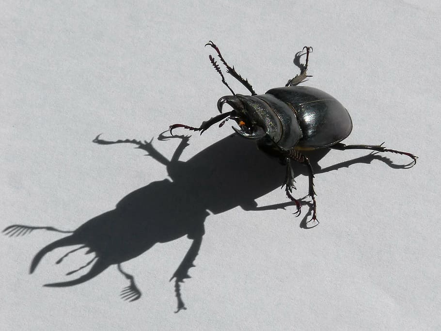beetle, lucanus cervus, stag-beetle, escanyapolls, shadow, threat, coleoptera, indoors, studio shot, animal themes