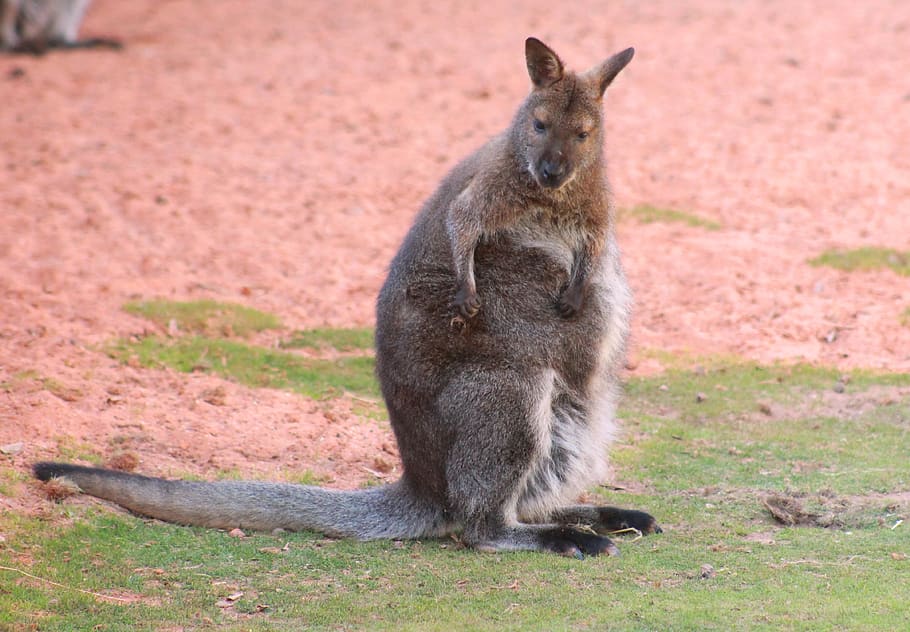 macropus rufogriseus, wallaby de pescoço vermelho, canguru, australiano, animais, mamífero, animais selvagens, um animal, comprimento total, ninguém