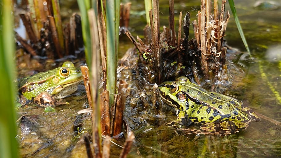 frogs, green frogs, amphibians, nature, pond, animal world, introduction, friendship, animal, animal themes