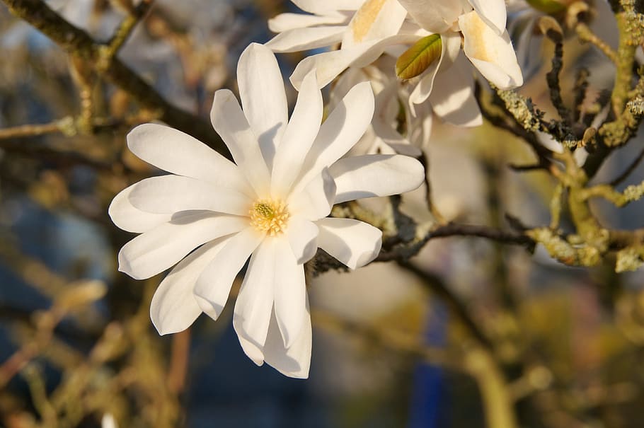 star magnolia, flower, bush, blossom, bloom, plant, close, white, spring, flowering plant