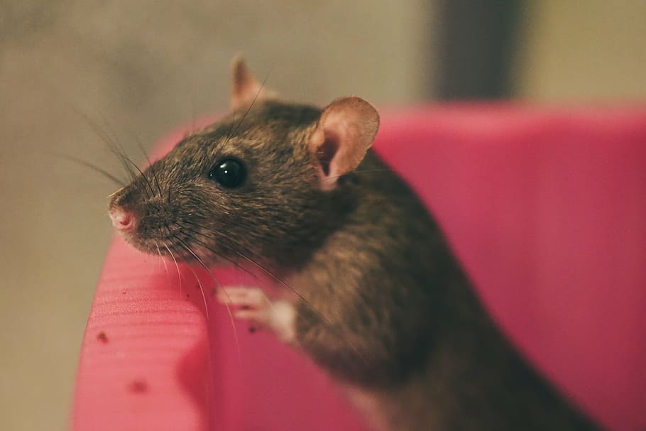 tikus, tikus warna, manis, pintar, hewan pengerat, nager, hewan, telinga, mamalia, bulu