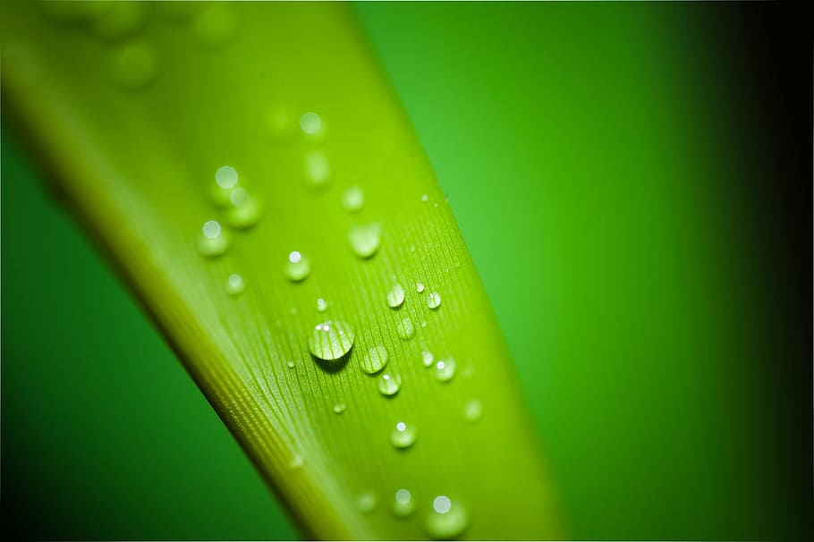 closeup, photography, leaf, dewdrops, water, droplets, drop, rain, tear, teardrop