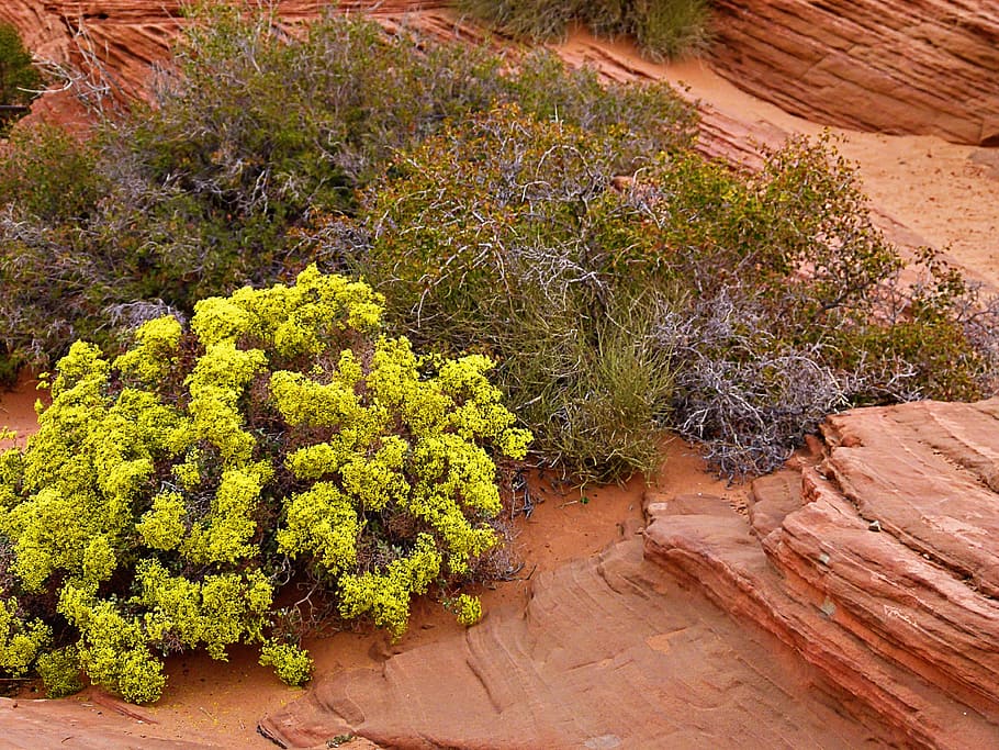 Bush, Naturaleza, Caliente, Seco, cepillo de salvia, erosión, desierto, rocas rojas, planta, rojo