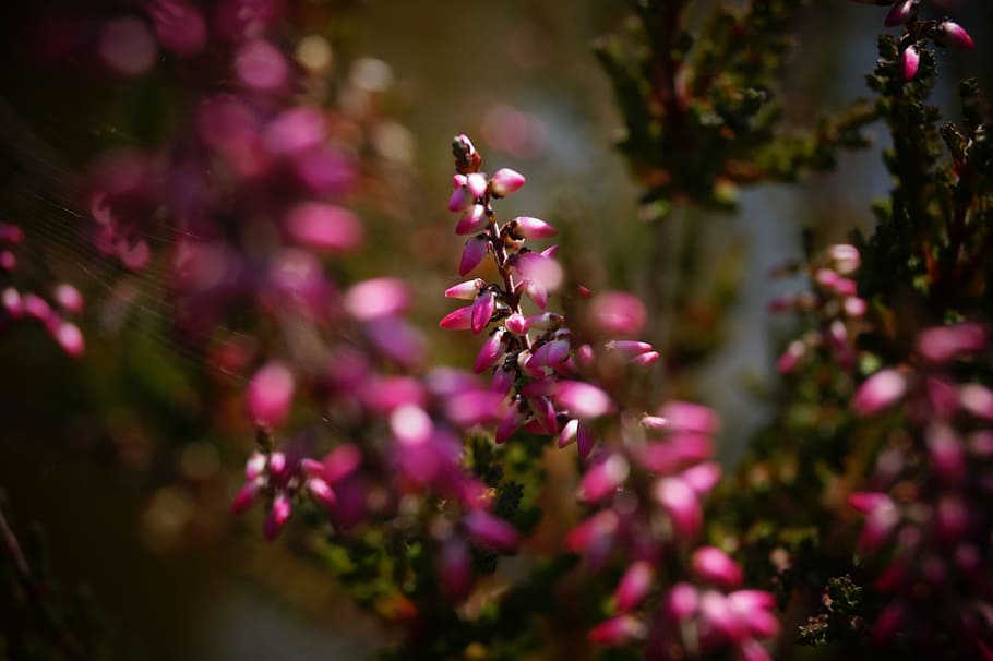 Heide, Erika, Plant, Blossom, Bloom, nature, flower, close-up, macro, outdoors