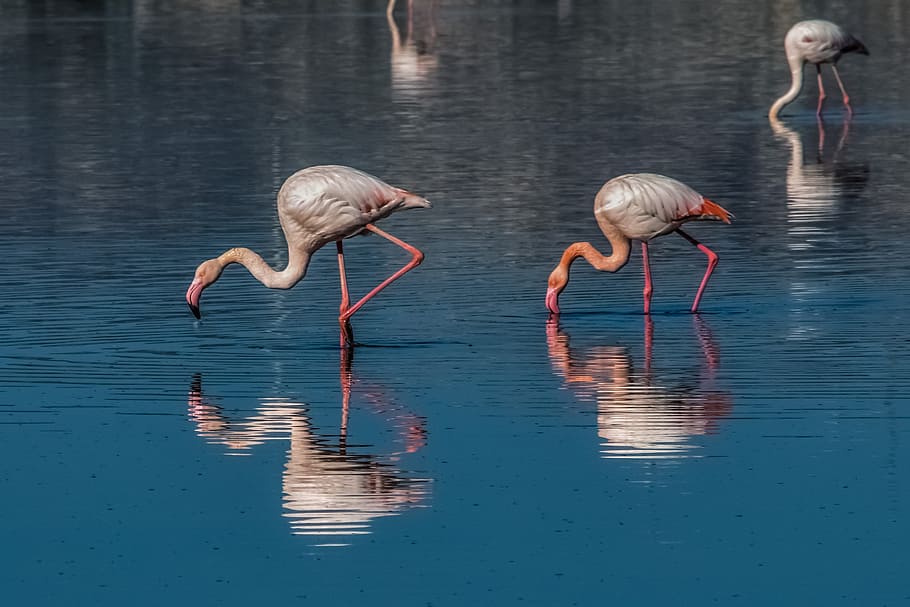 flamingo, bird, wildlife, animal, water, nature, reflection, lake, outdoors, pool