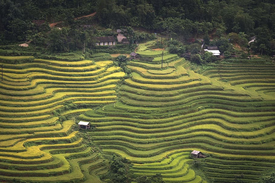 aerial, view, rice terraces, adult, adult only, agriculture, asia, the hat, conical leaf hat, curve