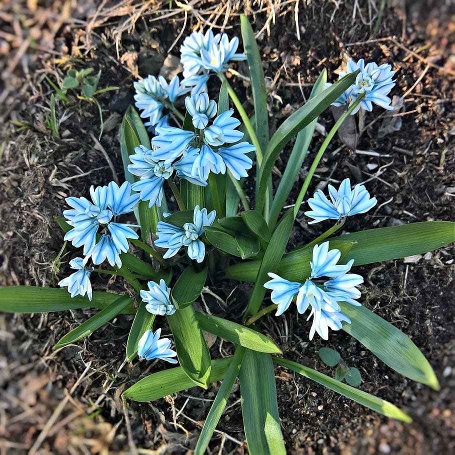 chionodoxa luciliae, jacinto de campana, flor de primavera, flores de color azul brillante, con rayas oscuras, en forma de campana, bonita, fragante, flor, crecimiento