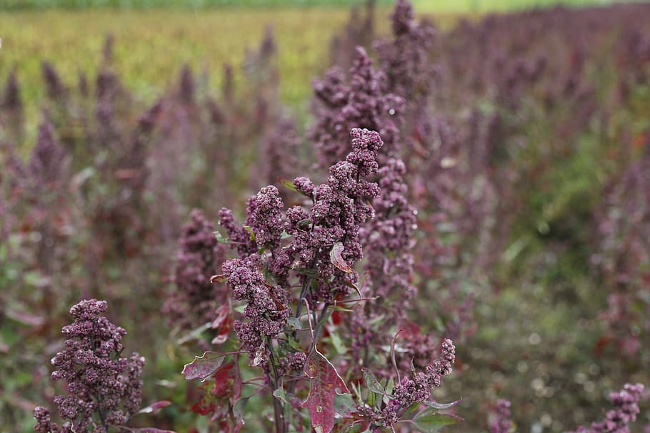 purple, cluster flowers, selective, focus photography, quinoa, agriculture, field, eat, food, arable