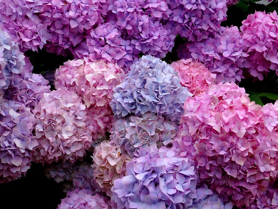 flor, florecer, hortensia, de cerca, azul, rosado, púrpura, hermosa, naturaleza, planta