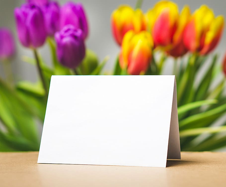 superficial, fotografía de enfoque, blanco, papel, frente, tulipanes, saludo, tarjeta, día de la madre, cumpleaños