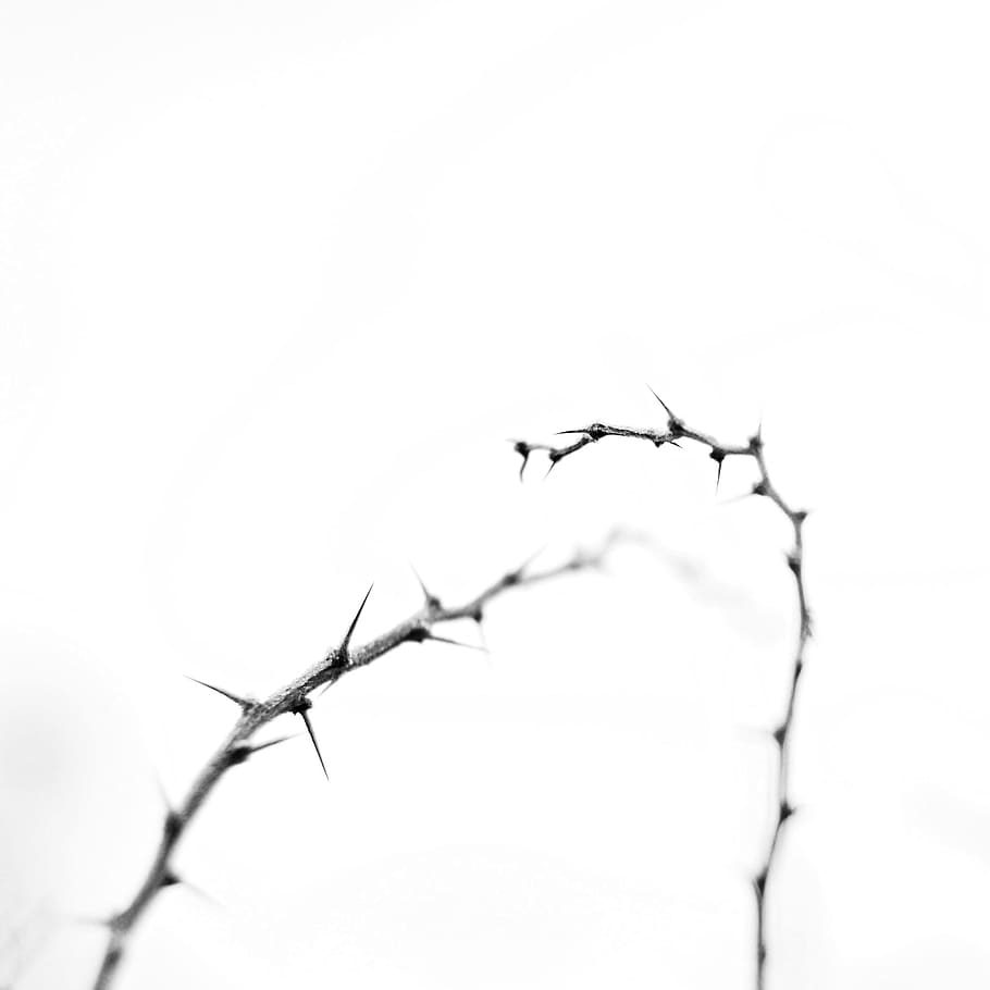 Thorny, Path, Winter, nature, tree, branch, white, close-up, backgrounds, plant