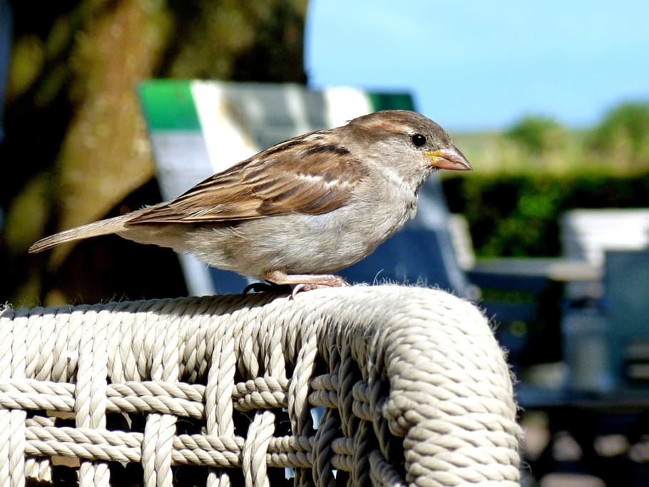 sparrow, sperling, songbird, cheeky, nature, bird, plumage, animal, close, local