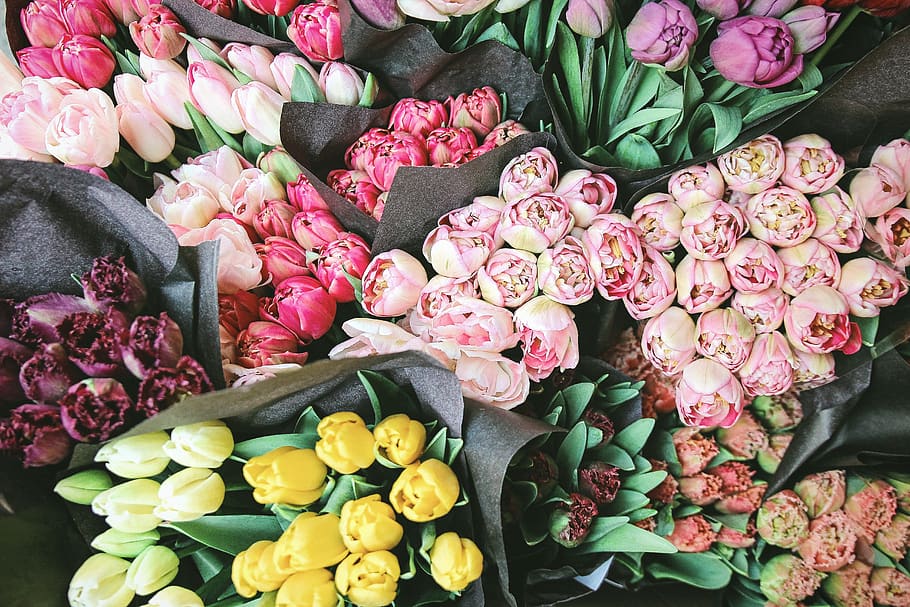 colorido, flor, tulipán, planta, exhibición, ramo, paquete, manojo, planta floreciente, frescura