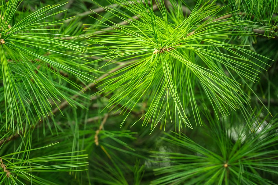 Pine, Green, Abstract, Conifers, pine, green, evergreens, spring, nature, in the forest, leaf