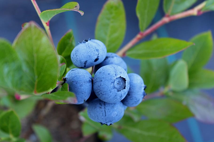 blueberry fruit, blueberry, culinary, food, sprigs, kitchen, fruit, leaf, healthy eating, plant part