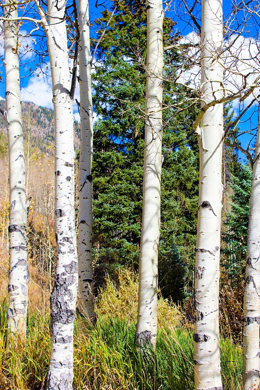 Aspen, Colorado, Hiking, Jejak, musim gugur, lanskap, alam, dedaunan, indah, pohon