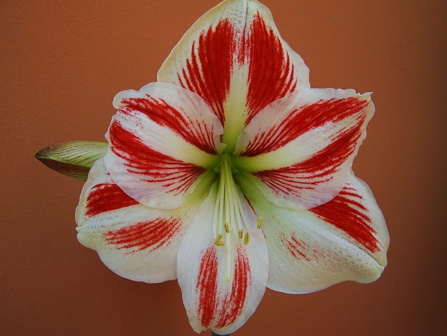 amaryllis, red-and-white flowers, bulbous plant, freshness, flower, flowering plant, red, close-up, plant, beauty in nature
