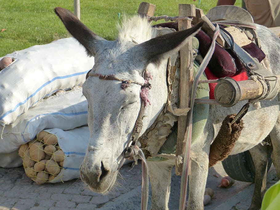 donkey, beast of burden, packed, animal, workhorse, mammal, animal themes, one animal, vertebrate, domestic animals