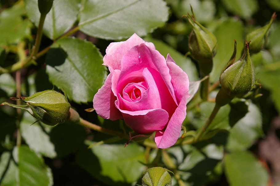 rose, pink rose, scented rose, rose garden, blossom, bloom, rose blooms, pink, flower, garden roses