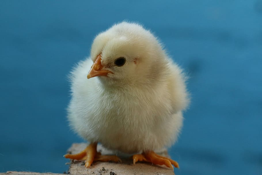 birds, poultry, easter, chicken, påskekylling, newly-hatched, day-old, animal, animal themes, young bird