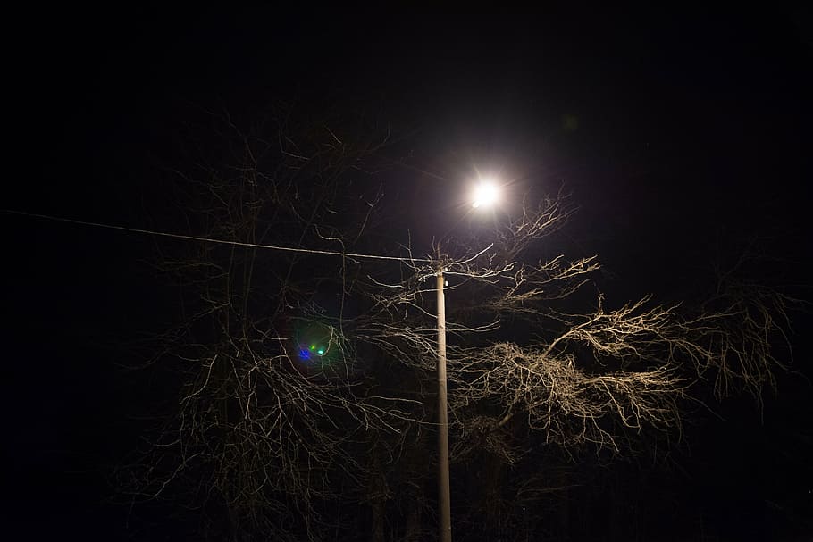 pole light, tree, brown, leaf, nighttime, post, power lines, light, dark, night