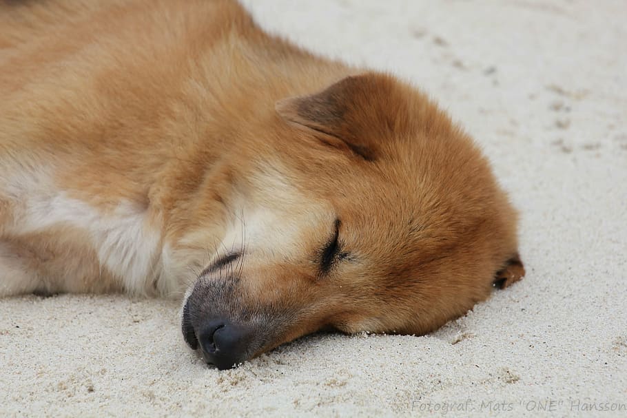 dog, beach, sleep, animals, one animal, sleeping, animal themes, animals in the wild, mammal, eyes closed