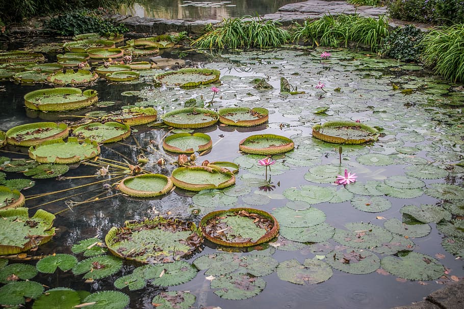 victoria, royal, waterlilies, flowers, water, green, flora, foliage, surface, plant part