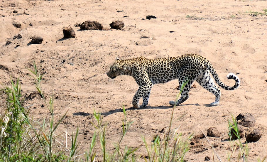 south, africa, Leopard, Kruger Park, Park South, South Africa, kruger park south africa, wildlife, nature, spots