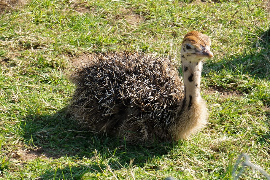 bouquet, ostrich farm, ostrich chicks, farm, young animal, plumage, animals, animal world, animal lover, love for animals