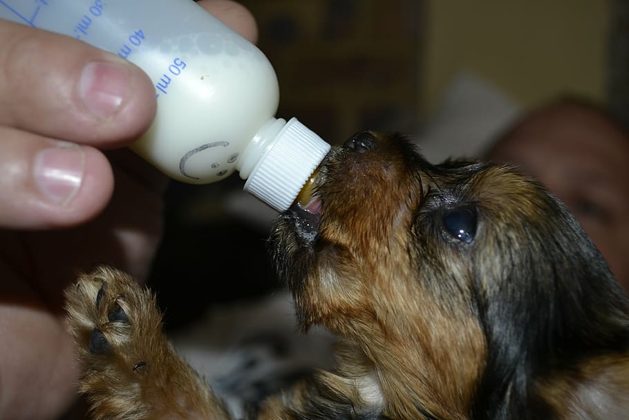 black, tan, yorkshire terrier puppy, feeding, pets, animal, small, puppy, milk, bottle
